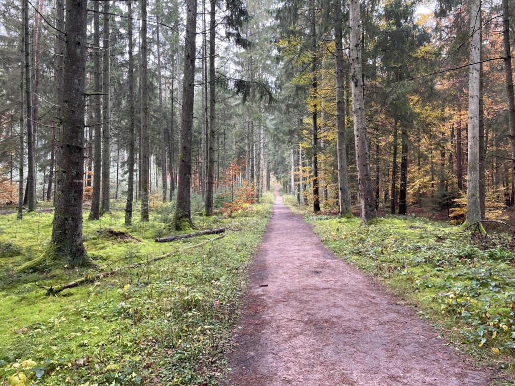 Chemin traversant une forêt de sapins typique des Vosges du Nord