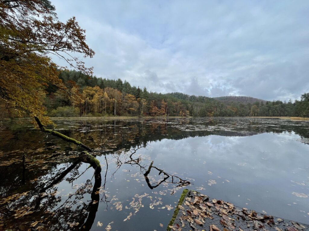 Photo de l'étang du Lieschbach dans les Vosges du Nord
